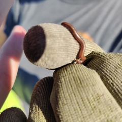 Parajulidae