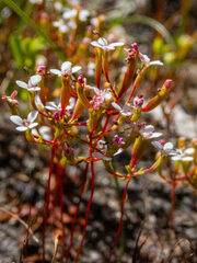 Stylidium pulchellum