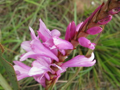 Watsonia lepida