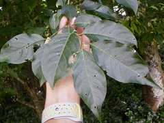 Euonymus hamiltonianus sieboldianus