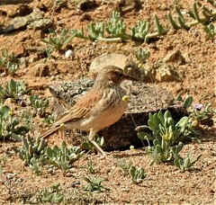 Calendulauda erythrochlamys barlowi