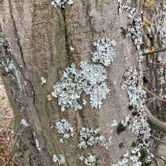 Punctelia jeckeri