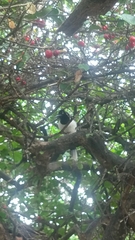 Cyanocorax cyanopogon