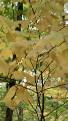 Acer pensylvanicum