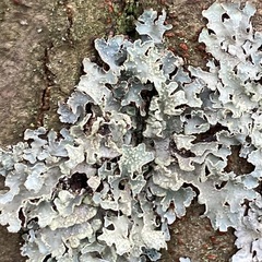 Punctelia jeckeri