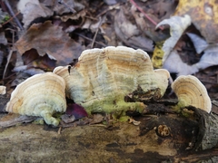 Stereum subtomentosum