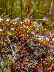 Stylidium pulchellum