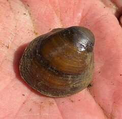 Reginaia ebenus