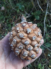 Pinus pinea — photo 3