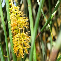 Prosopis kuntzei
