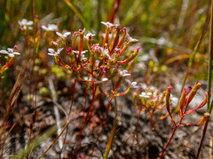 Stylidium pulchellum