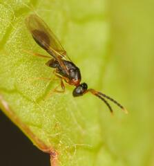 Diparidae