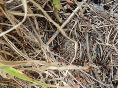 Psorthaspis sanguinea