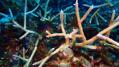 Acropora cervicornis