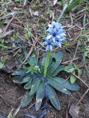 Hyacinthoides lingulata