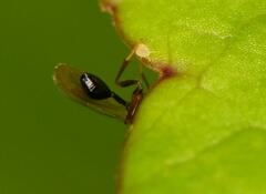 Diparidae