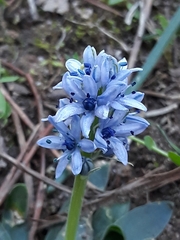 Hyacinthoides lingulata