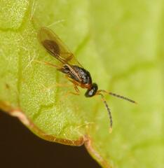 Diparidae