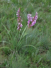 Watsonia lepida