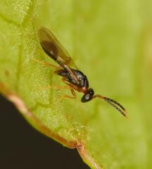 Diparidae