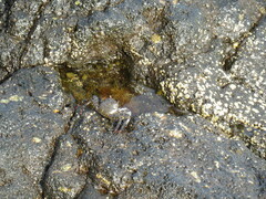 Grapsus adscensionis