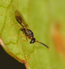 Diparidae