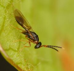 Diparidae