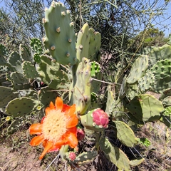 Opuntia quimilo