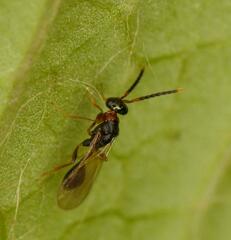 Diparidae