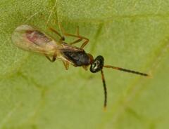 Diparidae