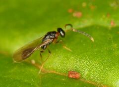 Diparidae