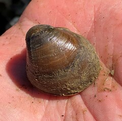 Reginaia ebenus