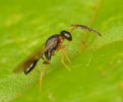 Diparidae
