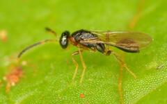 Diparidae