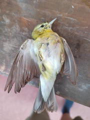 Leiothlypis peregrina