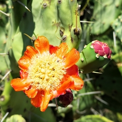 Opuntia quimilo