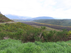 Leptospermum scoparium
