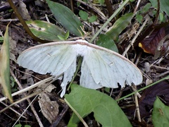 Actias aliena aliena