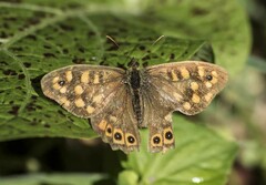 Pararge aegeria