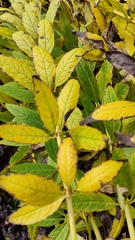 Veronicastrum virginicum