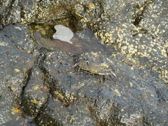 Grapsus adscensionis