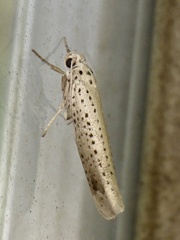 Yponomeuta meguronis