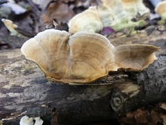 Stereum subtomentosum