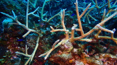 Acropora cervicornis