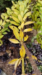 Veronicastrum virginicum