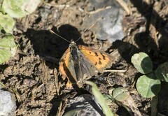 Lycaena phlaeas