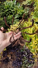 Veronicastrum virginicum