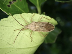 Homoeocerus marginiventris