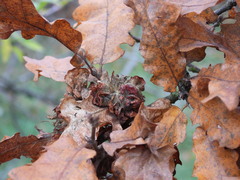 Andricus multiplicatus