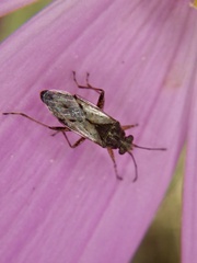 Nysius plebeius